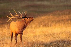 Yellowstone and Grand Teton