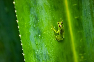 Madagascar